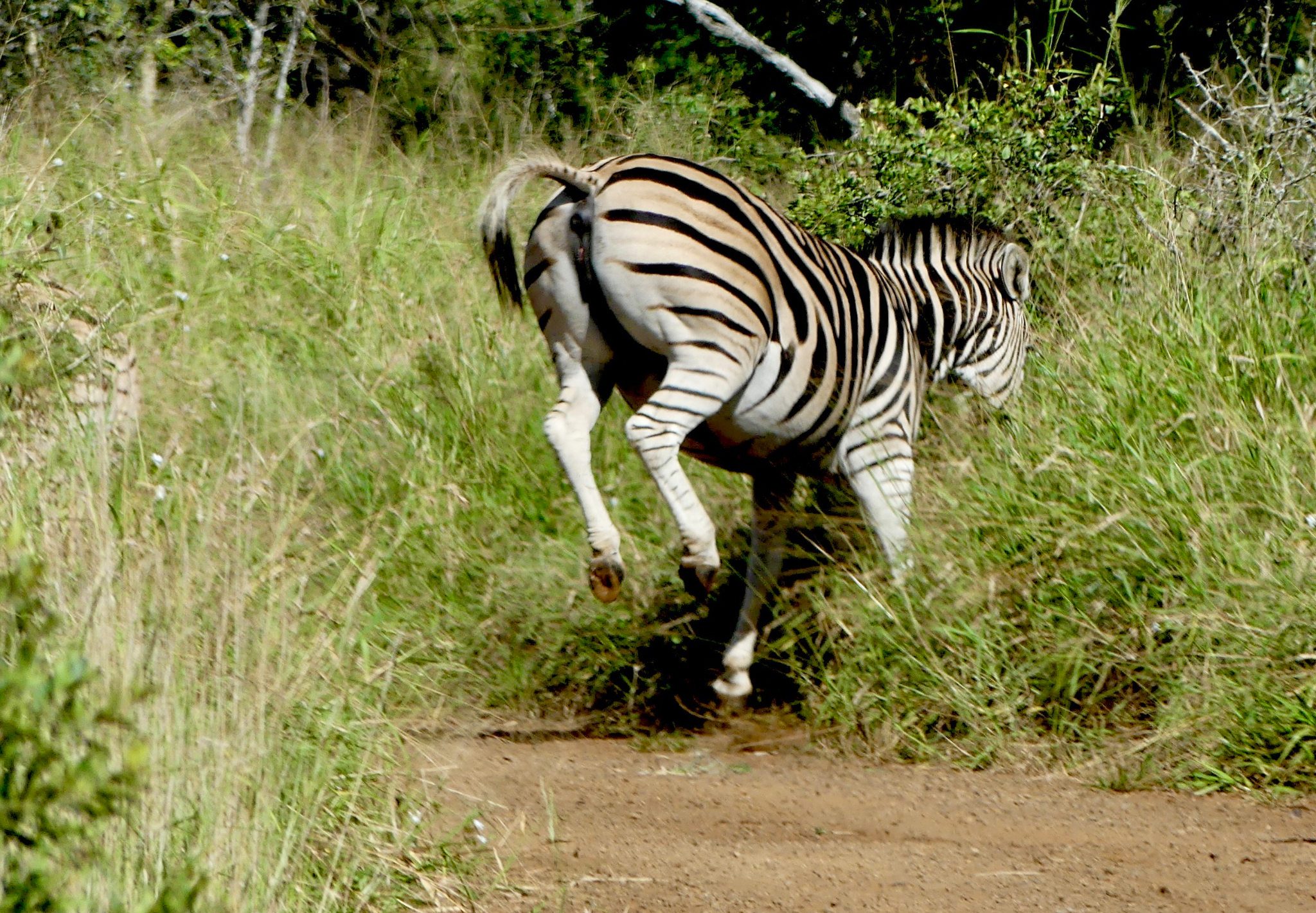 Plains Zebra kicking up heels